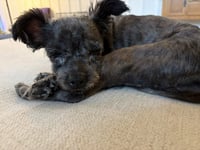 Izzy - Photo 2