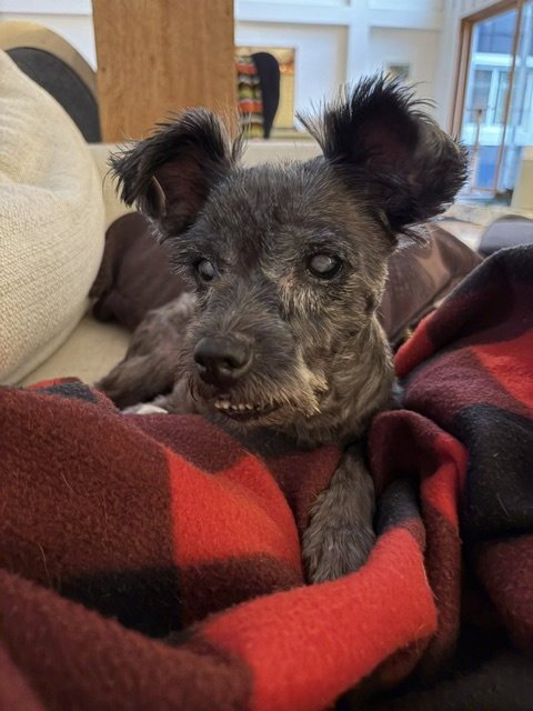 IZZY - Miniature Schnauzer for adoption in Grand Rapids