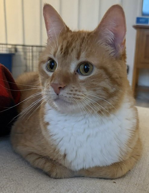 INDY - SMALL DOG FRIENDLY - Tiger / Domestic Short Hair for adoption in Grand Rapids