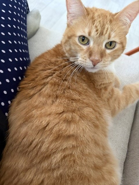 INDY - SMALL DOG FRIENDLY - Tiger / Domestic Short Hair available for adoption