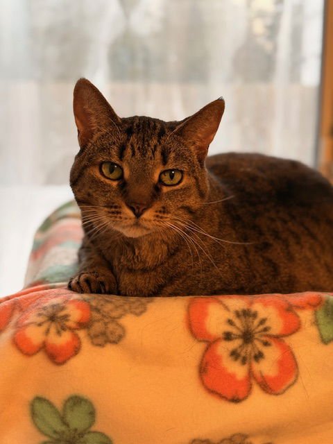 SHADOW - LOYAL - Tabby for adoption in Grand Rapids
