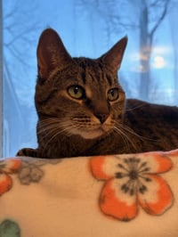 Shadow - Loyal - Photo 2