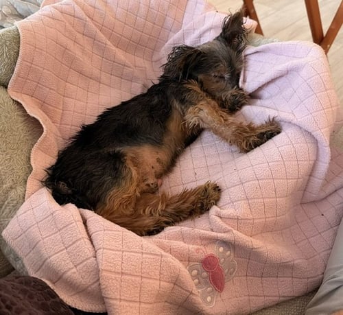 BENTLEY - Yorkshire Terrier Yorkie available for adoption