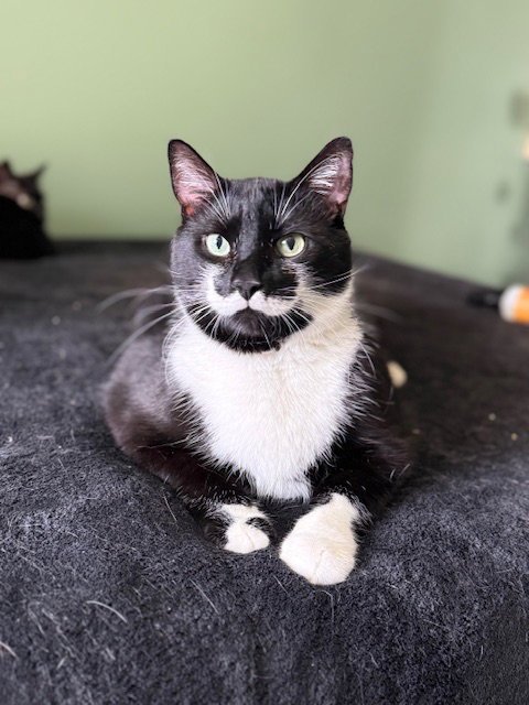 Stache and Natty Boo - Declawed! Image