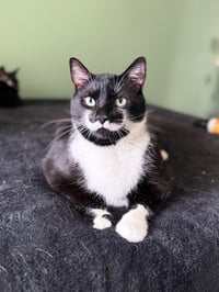 Stache and Natty Boo - Declawed! - Photo 1