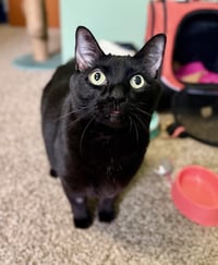 Stache and Natty Boo - Declawed! - Photo 3