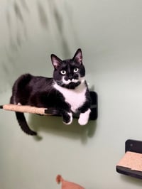 Stache and Natty Boo - Declawed! - Photo 4