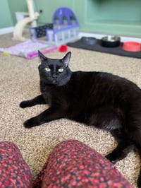 Stache and Natty Boo - Declawed! - Photo 5
