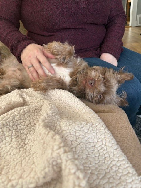 COCO - Yorkshire Terrier Yorkie available for adoption