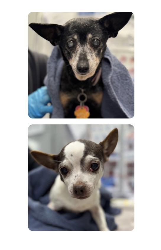 SNOOKIE AND TIKI - BONDED - Miniature Pinscher / Chihuahua available for adoption