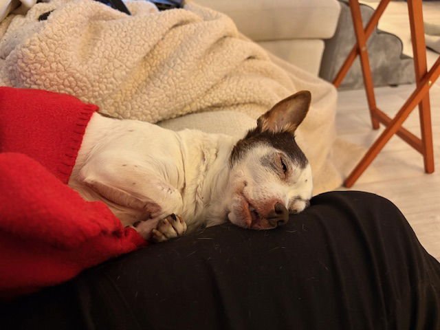 Snookie and Tiki - Bonded - Photo 3