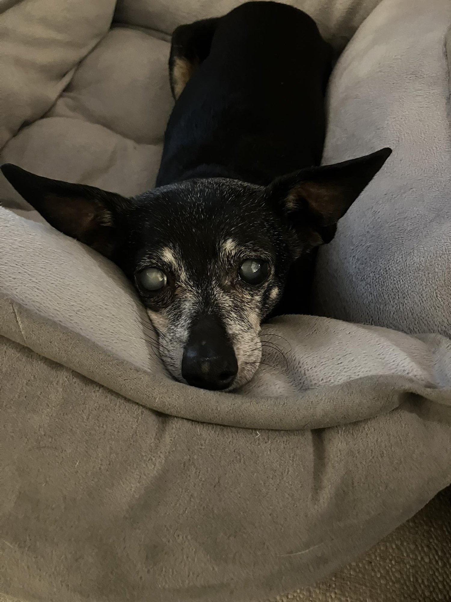 Snookie and Tiki - Bonded - Photo 4