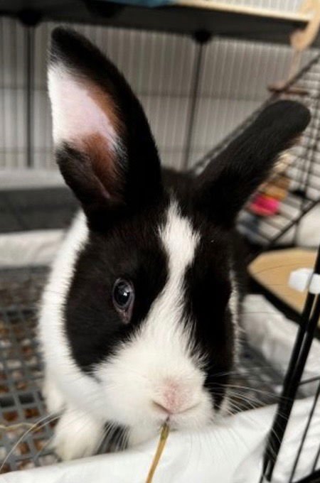 SHADOW - Dutch available for adoption