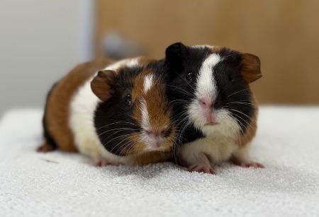 MARU & GABBY - Guinea Pig available for adoption
