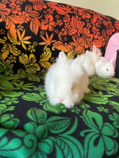 EMMET - Lionhead available for adoption