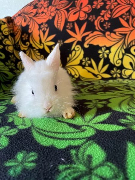 EMMET - Lionhead available for adoption