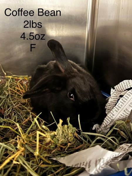 COFFEE BEAN - Dutch available for adoption