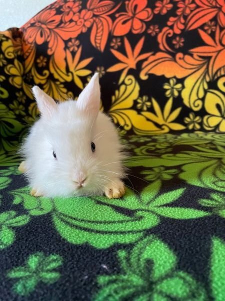 GABRIEL - Lionhead available for adoption