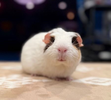 MIKA - Guinea Pig available for adoption