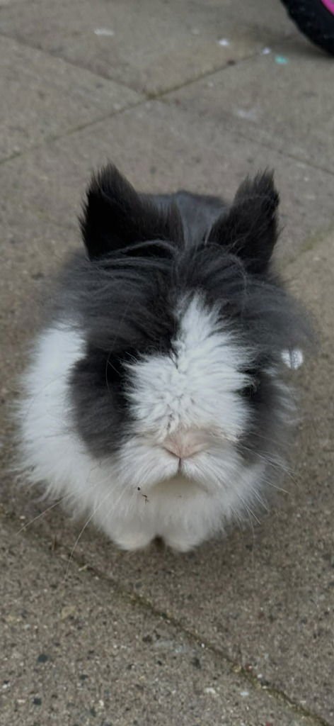 PEPPERMINT - Dwarf available for adoption