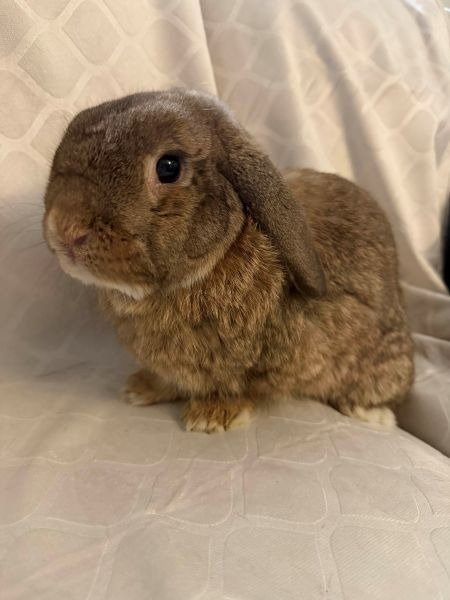 ARLO - Lop Eared available for adoption