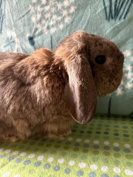 ARLO - Lop Eared available for adoption