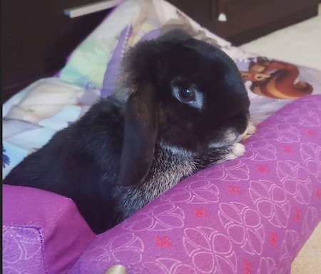 HOLLAND - Holland Lop available for adoption