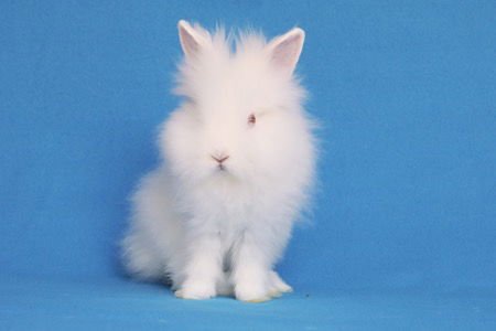 SIMCHI AKA FRANKIE - Lionhead available for adoption