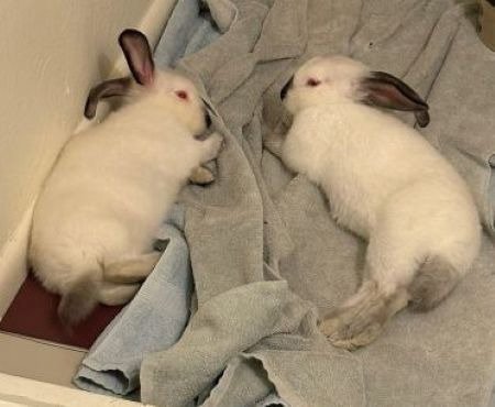 CARYS & ADORA (BONDED PAIR) - Himalayan available for adoption