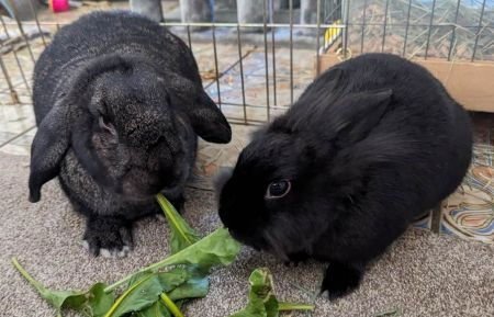 LIL BUNKY AND ANTHONY (BONDED PAIR) - Lop Eared available for adoption