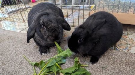 LIL BUNKY AND ANTHONY (BONDED PAIR) - Lop Eared available for adoption