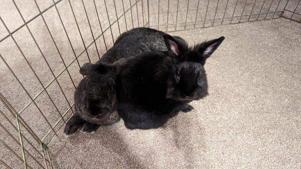 Lil Bunky and Anthony (bonded pair) - Photo 3