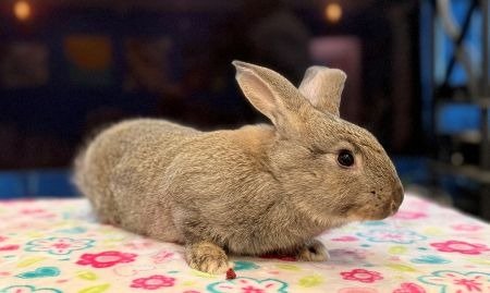 JORDI - Bunny Rabbit available for adoption