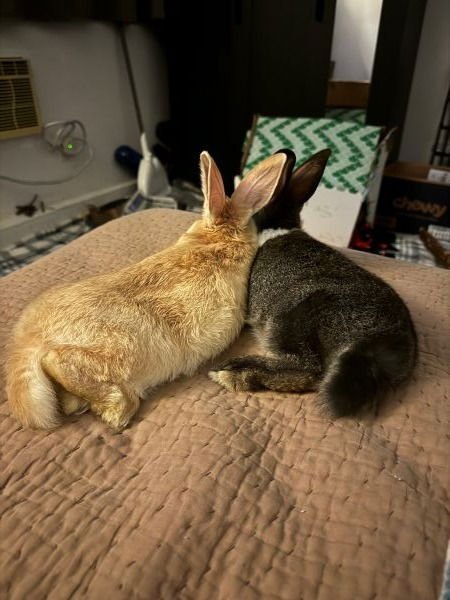 POTATO & PEPPER (BONDED PAIR) - Bunny Rabbit available for adoption