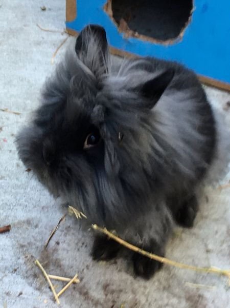 BOWIE - Lionhead available for adoption