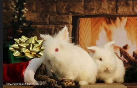 SIMCHI AND SATCHI (BONDED PAIR) - Lionhead available for adoption