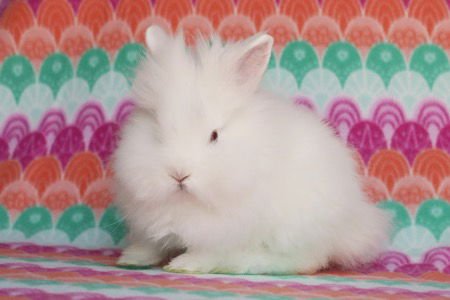 SIMCHI AND SATCHI (BONDED PAIR) - Lionhead available for adoption