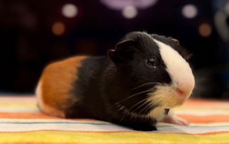 GROUCHO - Guinea Pig available for adoption