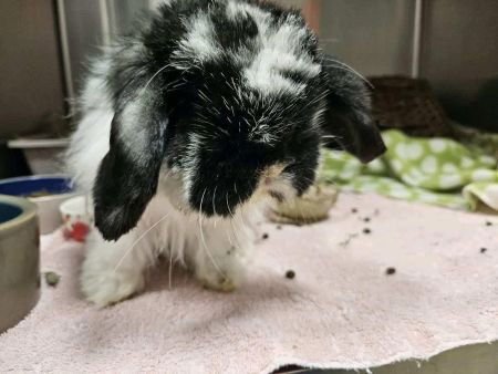NICOS AKA TWEED - American Fuzzy Lop available for adoption