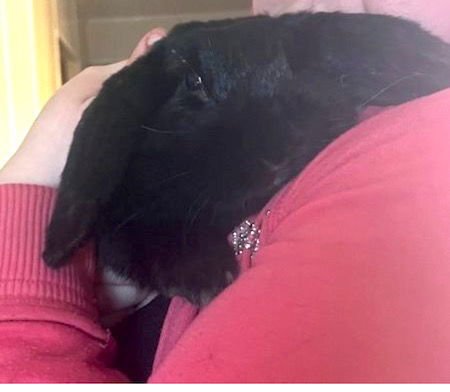 SUNRAE - Lop Eared available for adoption