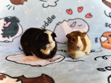 BOBA & PUMPKIN - Guinea Pig available for adoption