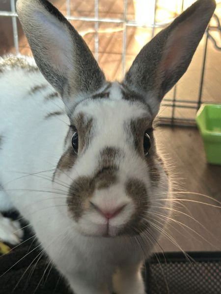 TIMOTHY - English Spot available for adoption