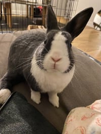Lil Bun - Photo 1
