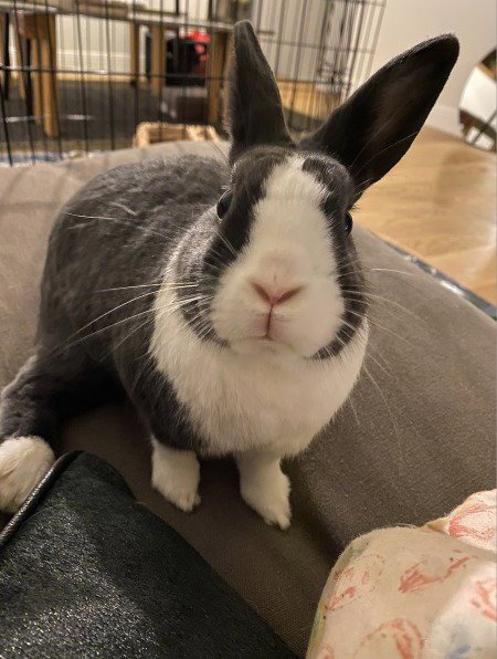 LIL BUN - Dutch available for adoption
