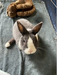 Lil Bun - Photo 2