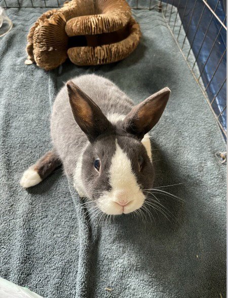 LIL BUN - Dutch available for adoption