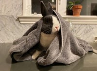 Lil Bun - Photo 3