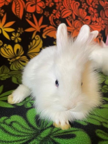 JOCELYN - Lionhead available for adoption