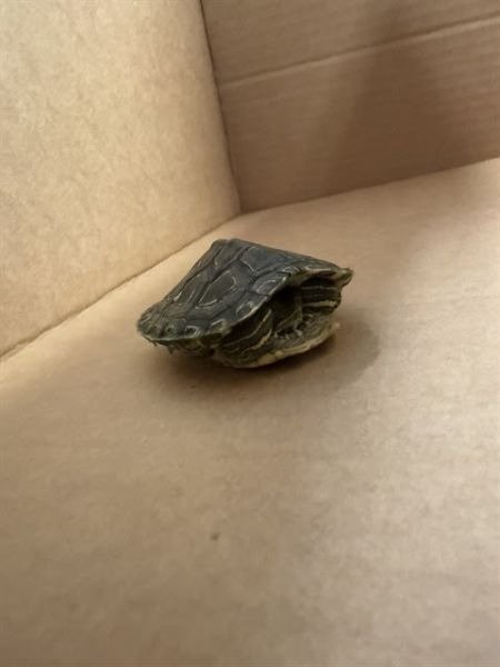 ANON THE TURTLE - Turtle available for adoption