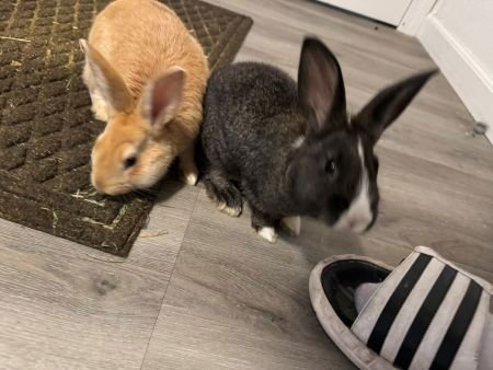 POTATO (PART OF BONDED PAIR) - Bunny Rabbit available for adoption